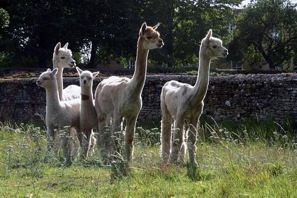 Alpaca family in Middle Aston.jpg